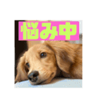 ダックス大好き！日常スタンプ（個別スタンプ：15）