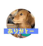 ダックス大好き！日常スタンプ（個別スタンプ：18）