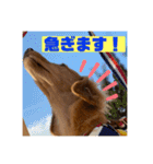 ダックス大好き！日常スタンプ（個別スタンプ：21）