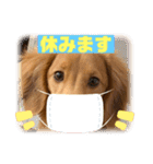 ダックス大好き！日常スタンプ（個別スタンプ：22）