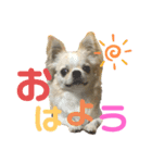 ちわわの日々01（個別スタンプ：7）