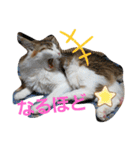 マロン＆ノエル2号（個別スタンプ：3）