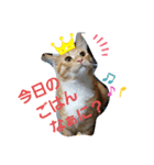 マロン＆ノエル2号（個別スタンプ：14）