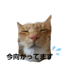 マロン＆ノエル2号（個別スタンプ：20）