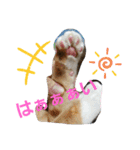 マロン＆ノエル2号（個別スタンプ：22）