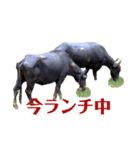 ゴーゴーあにまるず（個別スタンプ：3）