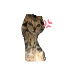 子猫のルーくん（個別スタンプ：2）