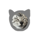 子猫のルーくん（個別スタンプ：3）