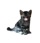 子猫のルーくん（個別スタンプ：5）