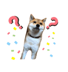 柴犬 ソラくん（個別スタンプ：1）