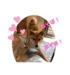 柴犬 ソラくん（個別スタンプ：2）