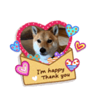柴犬 ソラくん（個別スタンプ：3）