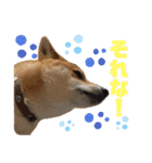 柴犬 ソラくん（個別スタンプ：4）