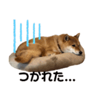 柴犬 ソラくん（個別スタンプ：5）