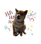 柴犬 ソラくん（個別スタンプ：7）