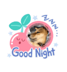 柴犬 ソラくん（個別スタンプ：8）