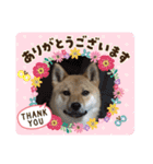 柴犬 ソラくん（個別スタンプ：9）