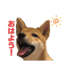 柴犬 ソラくん（個別スタンプ：10）