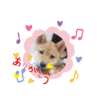 柴犬 ソラくん（個別スタンプ：11）