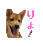柴犬 ソラくん（個別スタンプ：12）