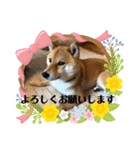 柴犬 ソラくん（個別スタンプ：13）