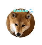 柴犬 ソラくん（個別スタンプ：14）