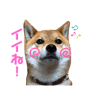 柴犬 ソラくん（個別スタンプ：16）