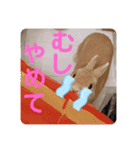 いおのスタンプ2（個別スタンプ：12）