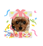 我が家の三姉妹ヨーキーデコフレーム（個別スタンプ：24）