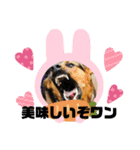 ちょっとかわいい犬（個別スタンプ：1）