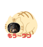 ちょっとかわいい犬（個別スタンプ：2）