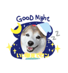 ちょっとかわいい犬（個別スタンプ：4）