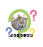 ちょっとかわいい犬（個別スタンプ：5）