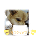 ちょっとかわいい犬（個別スタンプ：6）