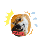 ちょっとかわいい犬（個別スタンプ：8）