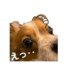 パピヨン ココアの日常言葉Ꮚᵕ̤ꈊᵕ̤Ꮚ（個別スタンプ：1）