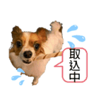 パピヨン ココアの日常言葉Ꮚᵕ̤ꈊᵕ̤Ꮚ（個別スタンプ：7）