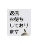 Mシュナウザーの丁寧な挨拶 in ふきだし（個別スタンプ：10）