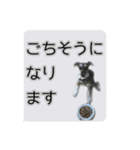 Mシュナウザーの丁寧な挨拶 in ふきだし（個別スタンプ：11）