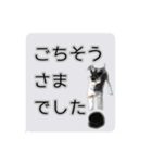 Mシュナウザーの丁寧な挨拶 in ふきだし（個別スタンプ：12）