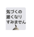 Mシュナウザーの丁寧な挨拶 in ふきだし（個別スタンプ：13）