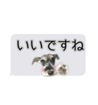 Mシュナウザーの丁寧な挨拶 in ふきだし（個別スタンプ：18）