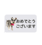 Mシュナウザーの丁寧な挨拶 in ふきだし（個別スタンプ：19）