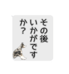 Mシュナウザーの丁寧な挨拶 in ふきだし（個別スタンプ：31）