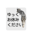 Mシュナウザーの丁寧な挨拶 in ふきだし（個別スタンプ：32）