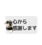 Mシュナウザーの丁寧な挨拶 in ふきだし（個別スタンプ：35）