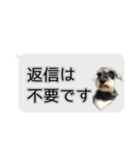 Mシュナウザーの丁寧な挨拶 in ふきだし（個別スタンプ：39）