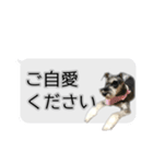 Mシュナウザーの丁寧な挨拶 in ふきだし（個別スタンプ：40）