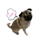 MYDOGSSS（個別スタンプ：1）