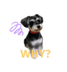 MYDOGSSS（個別スタンプ：4）